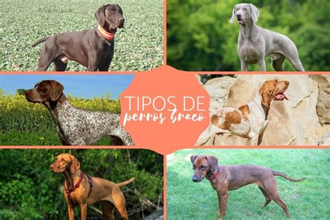 braco con podenco|Los 10 Tipos de Perros Braco Más Populares